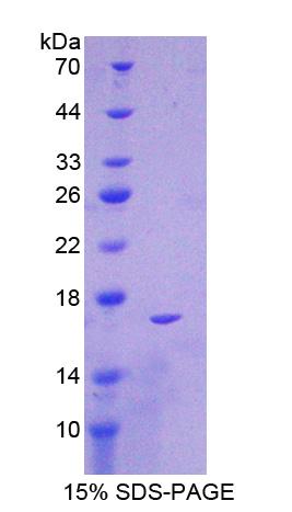 Figure 1. SDS-PAGE