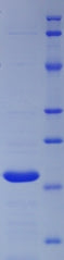 Figure 1. SDS-PAGE