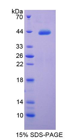 Figure 1. SDS-PAGE