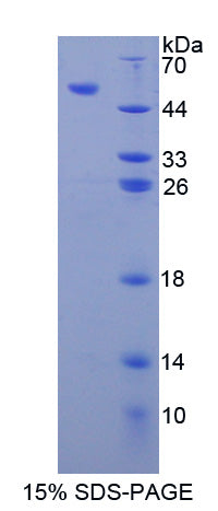 Figure 1. SDS-PAGE