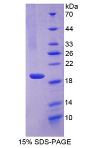 Figure 1. SDS-PAGE