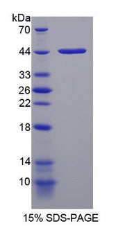 Figure 1. SDS-PAGE