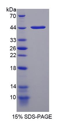 Figure 1. SDS-PAGE