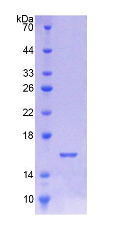 Figure 1. SDS-PAGE