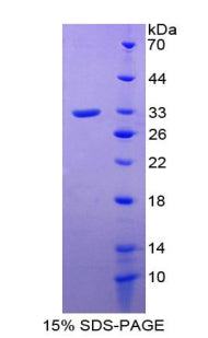 Figure 1. SDS-PAGE