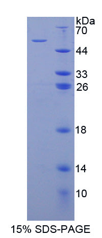 Figure 1. SDS-PAGE