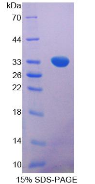 Figure 1. SDS-PAGE