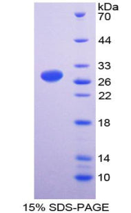 Figure 1. SDS-PAGE