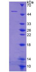 Figure 2. SDS-PAGE
