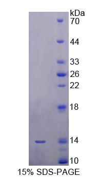 Figure 2. SDS-PAGE