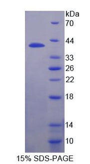 Figure 1. SDS-PAGE