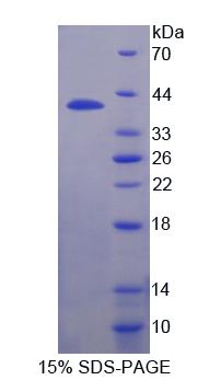 Figure 1. SDS-PAGE