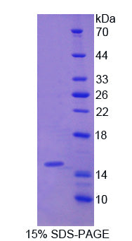 Figure 1. SDS-PAGE