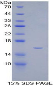 Figure 1. SDS-PAGE
