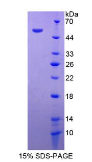 Figure 1. SDS-PAGE