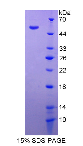 Figure 1. SDS-PAGE