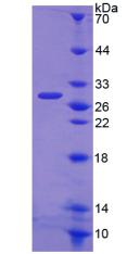Figure 2. SDS-PAGE