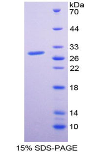 Figure 1. SDS-PAGE
