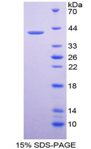Figure 1. SDS-PAGE