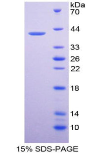 Figure 1. SDS-PAGE