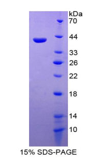 Figure 1. SDS-PAGE