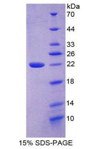 Figure 1. SDS-PAGE