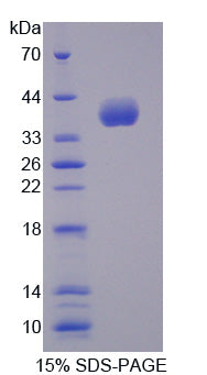 Figure 1. SDS-PAGE