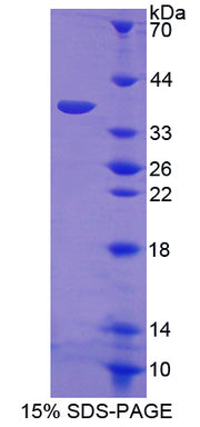 Figure 1. SDS-PAGE
