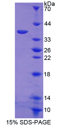 Figure 1. SDS-PAGE