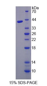 Figure 1. SDS-PAGE