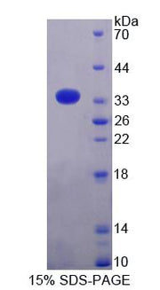 Figure 1. SDS-PAGE