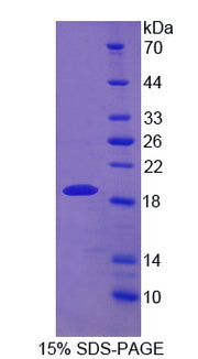 Figure 1. SDS-PAGE