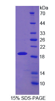 Figure 1. SDS-PAGE