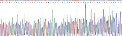 Recombinant Human Hyaluronan Binding Protein 2 (HABP2)