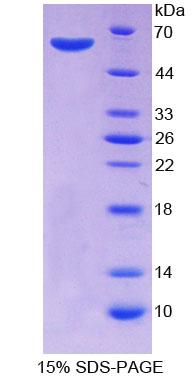 Figure 1. SDS-PAGE