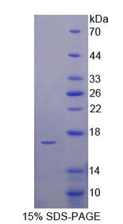 Figure 1. SDS-PAGE