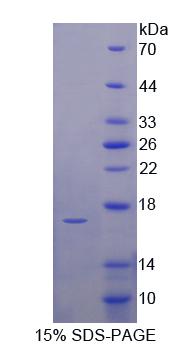 Figure 1. SDS-PAGE