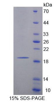 Figure 1. SDS-PAGE