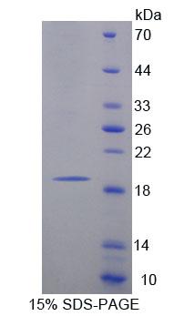 Figure 1. SDS-PAGE