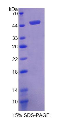 Figure 1. SDS-PAGE