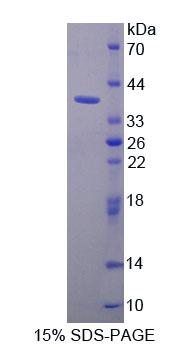 Figure 1. SDS-PAGE