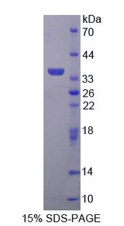 Figure 1. SDS-PAGE