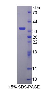 Figure 1. SDS-PAGE