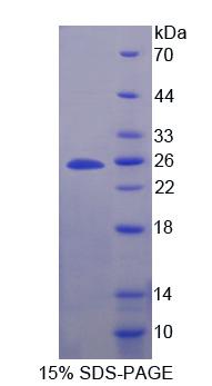 Figure 1. SDS-PAGE
