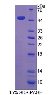 Figure 1. SDS-PAGE