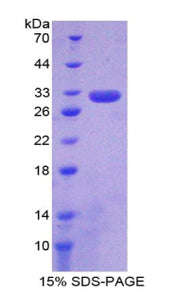 Figure 1. SDS-PAGE