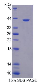 Figure 1. SDS-PAGE