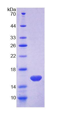 Figure 1. SDS-PAGE