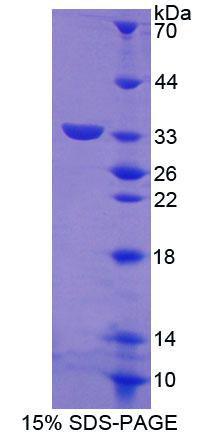 Figure 1. SDS-PAGE