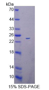 Figure 1. SDS-PAGE
